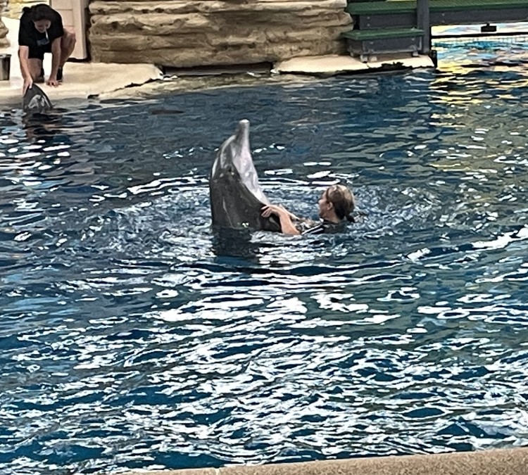 dolphin-shows-photo